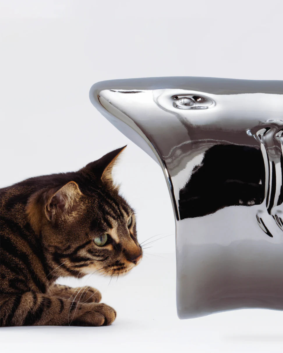 cat bowl