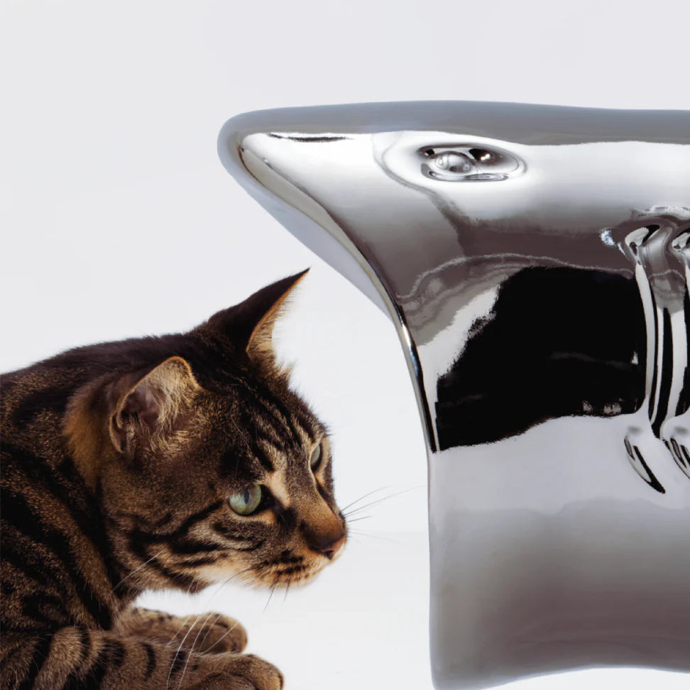 cat bowl