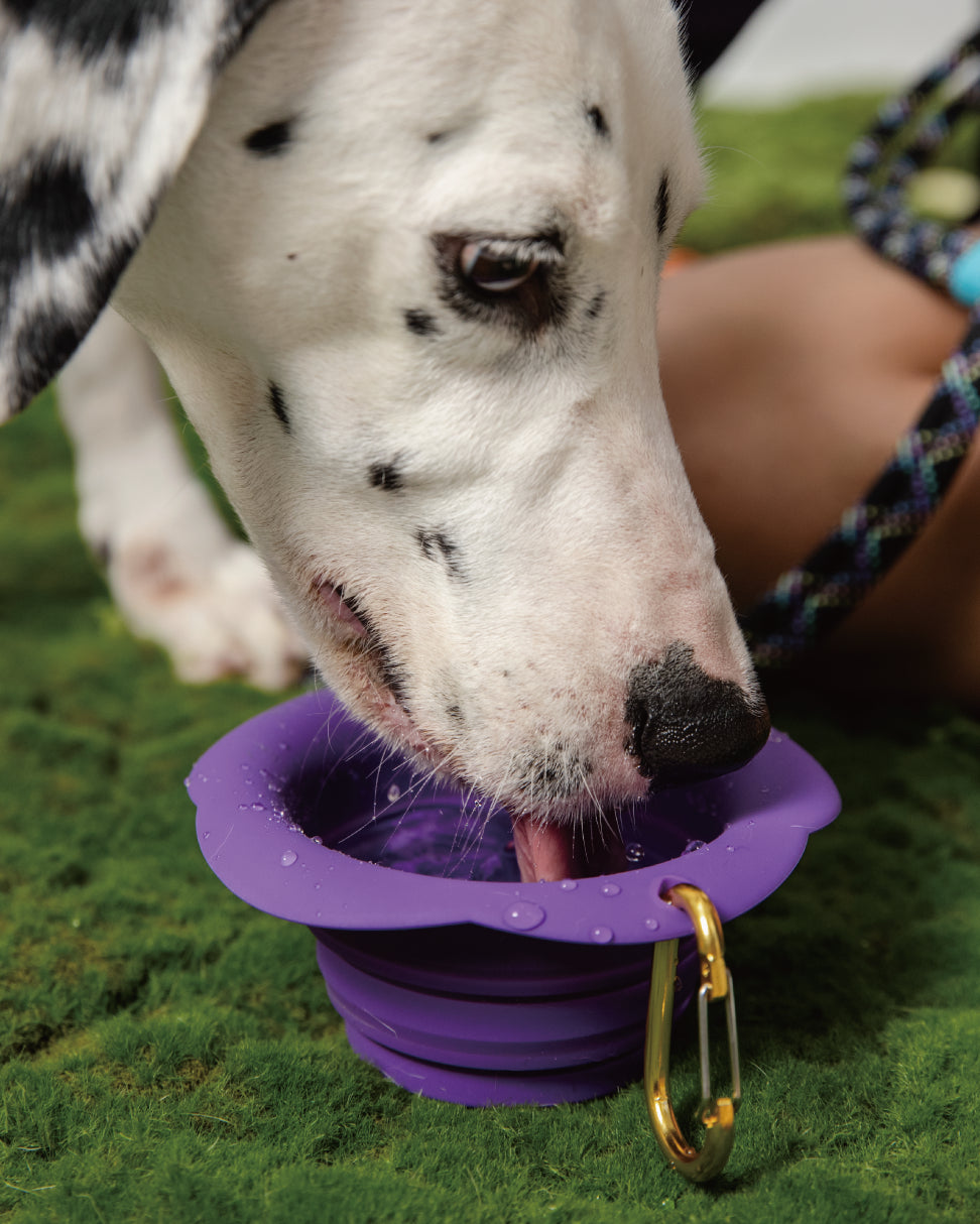 Marshmallow Max Dog Leash-Neon