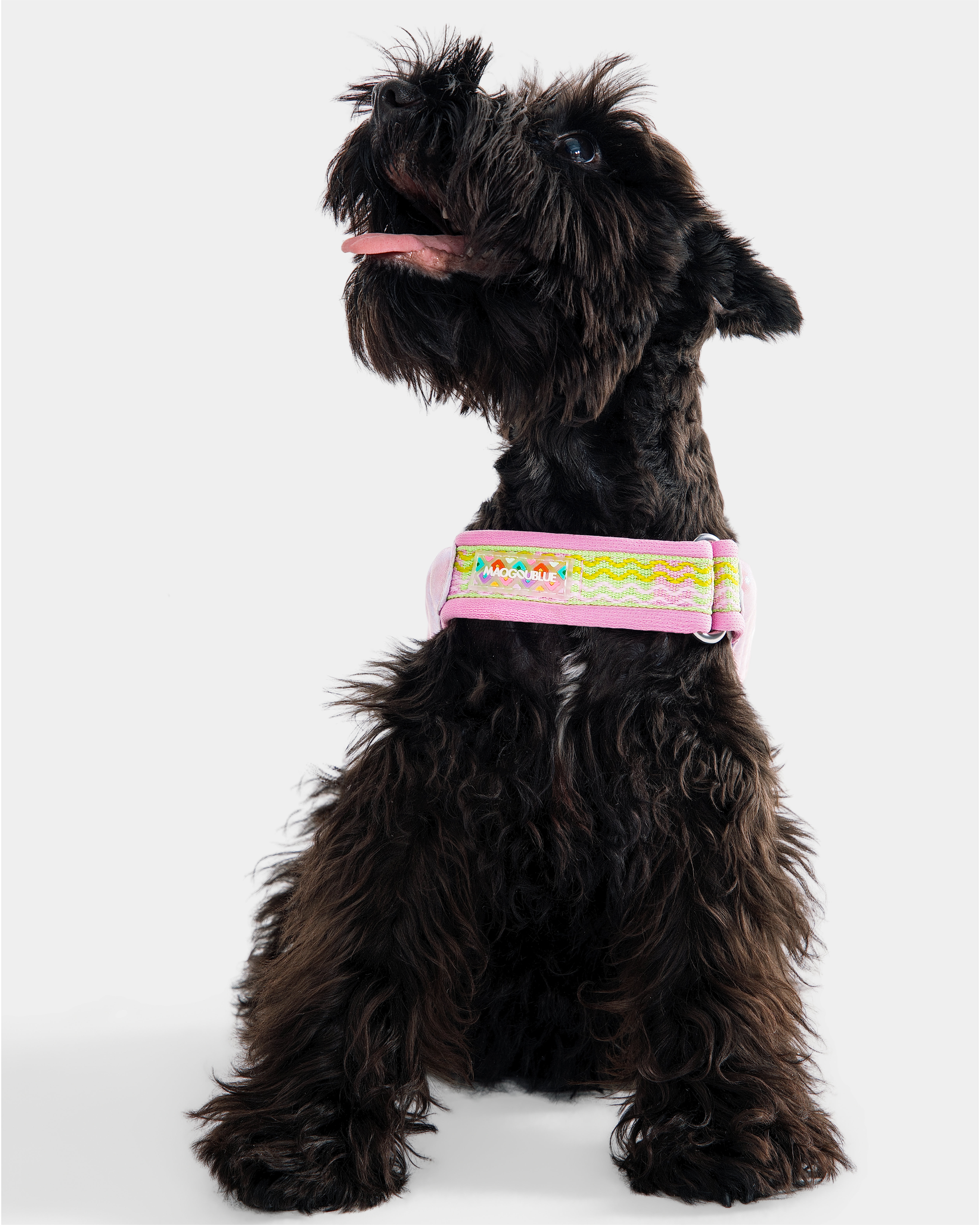Island Harness 2-Piece Walk Set