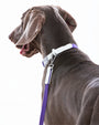 Lavender Mist