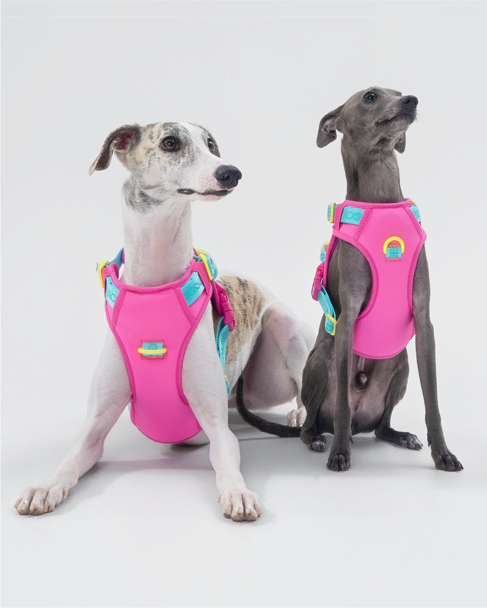 Central Park Harness