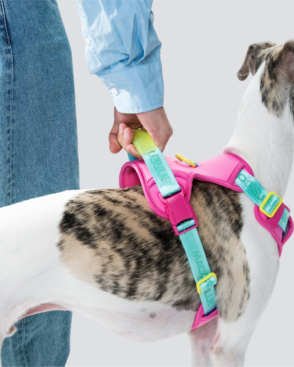 Central Park Harness