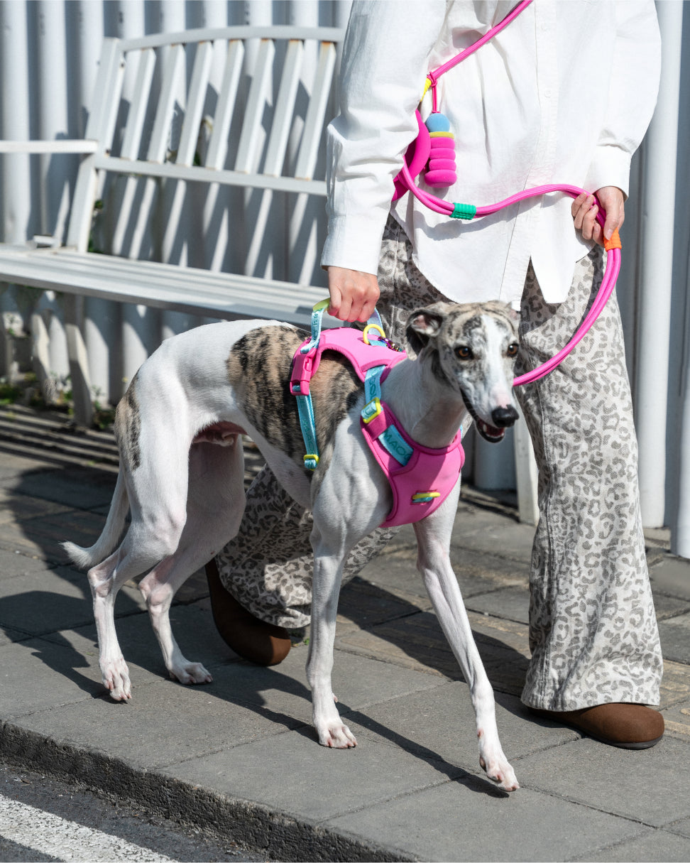 Central Park Harness