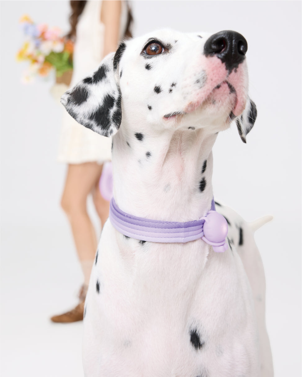 Marshmallow Collar - Lavender Purple