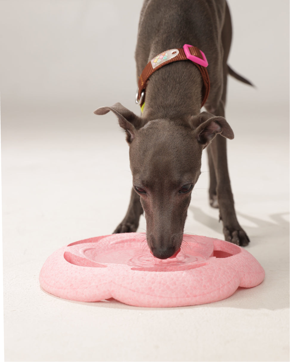 Marshmallow Frisbee