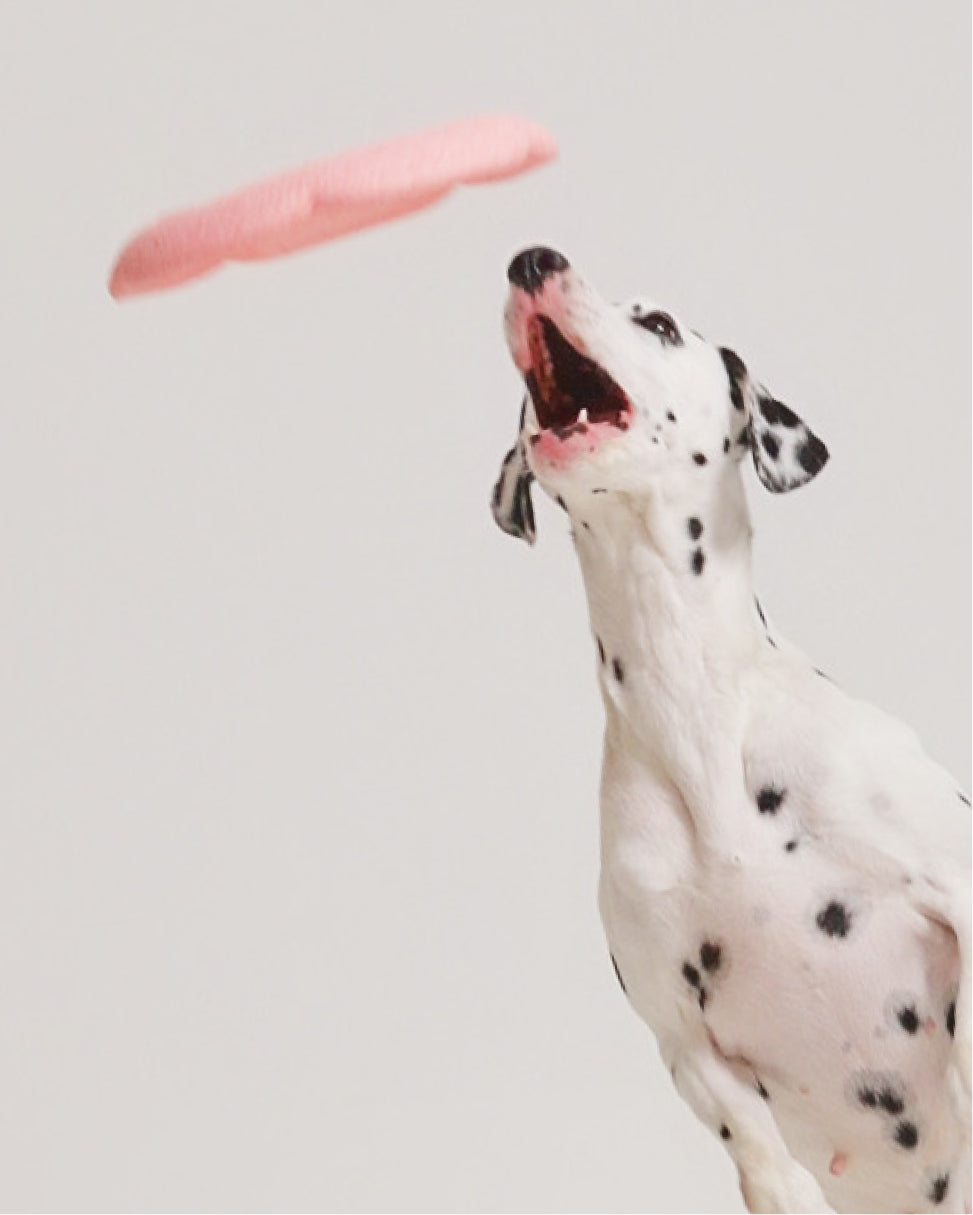 Marshmallow Frisbee