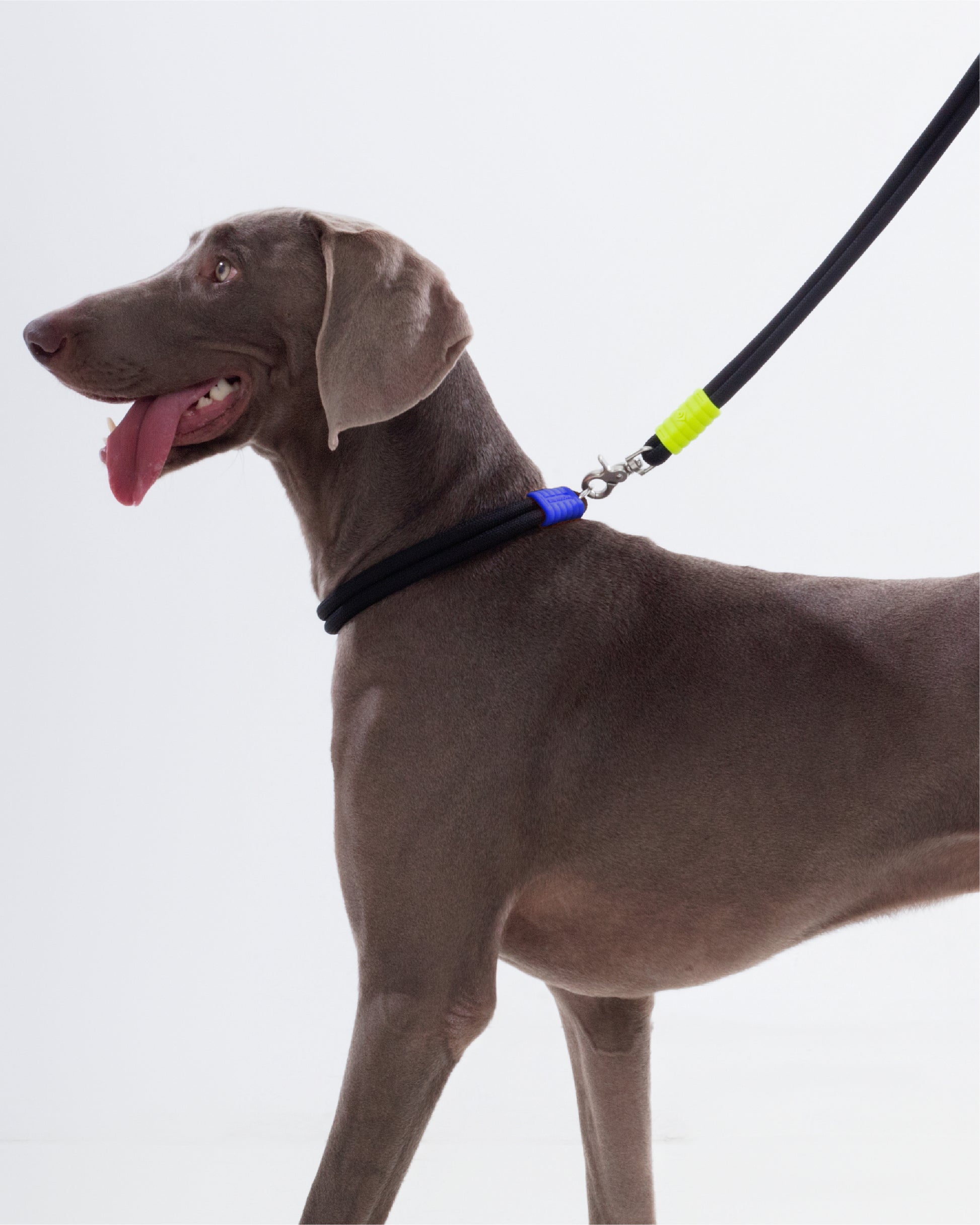The Hula-Hoop standard-collar