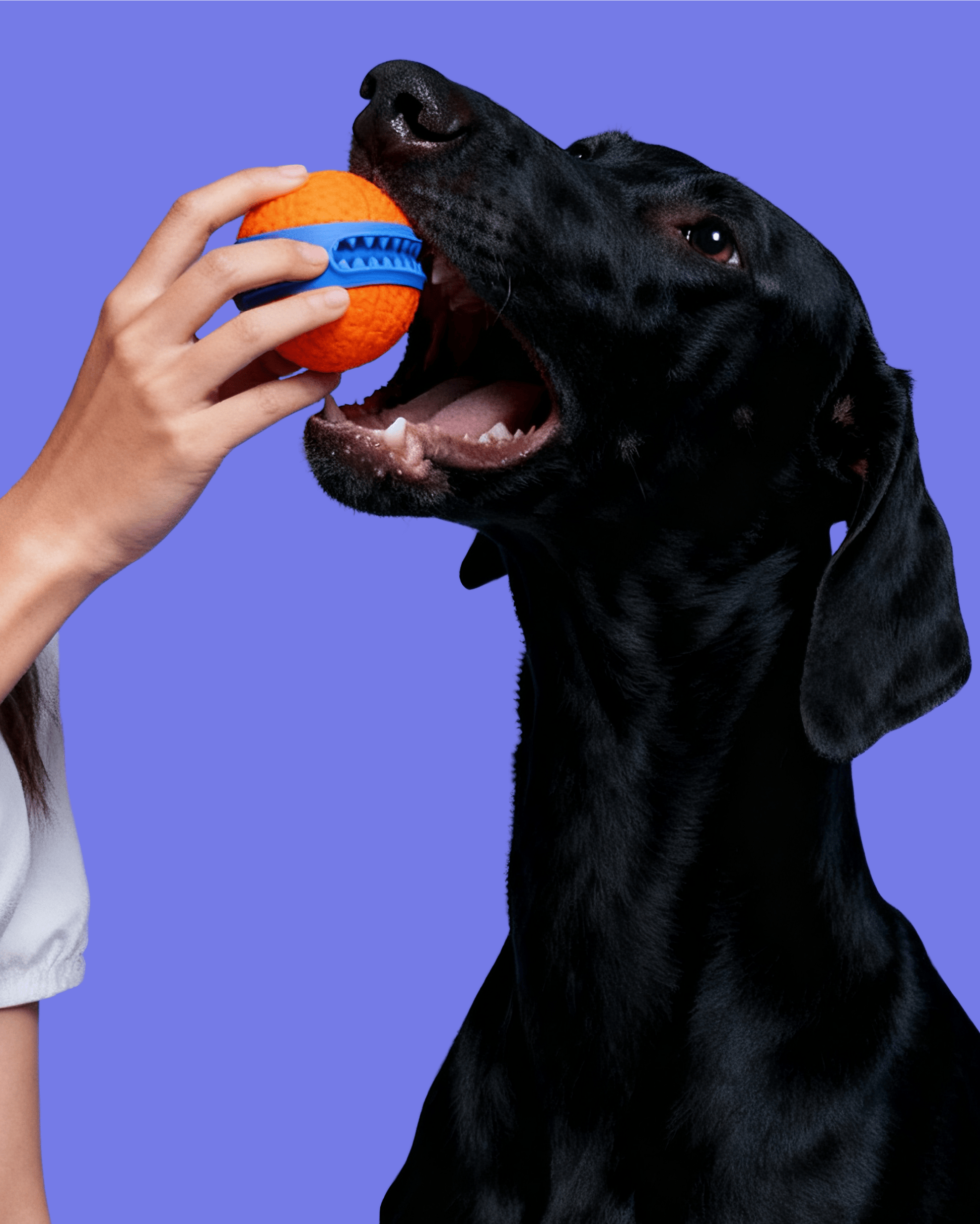犬用ラバーボールおもちゃ