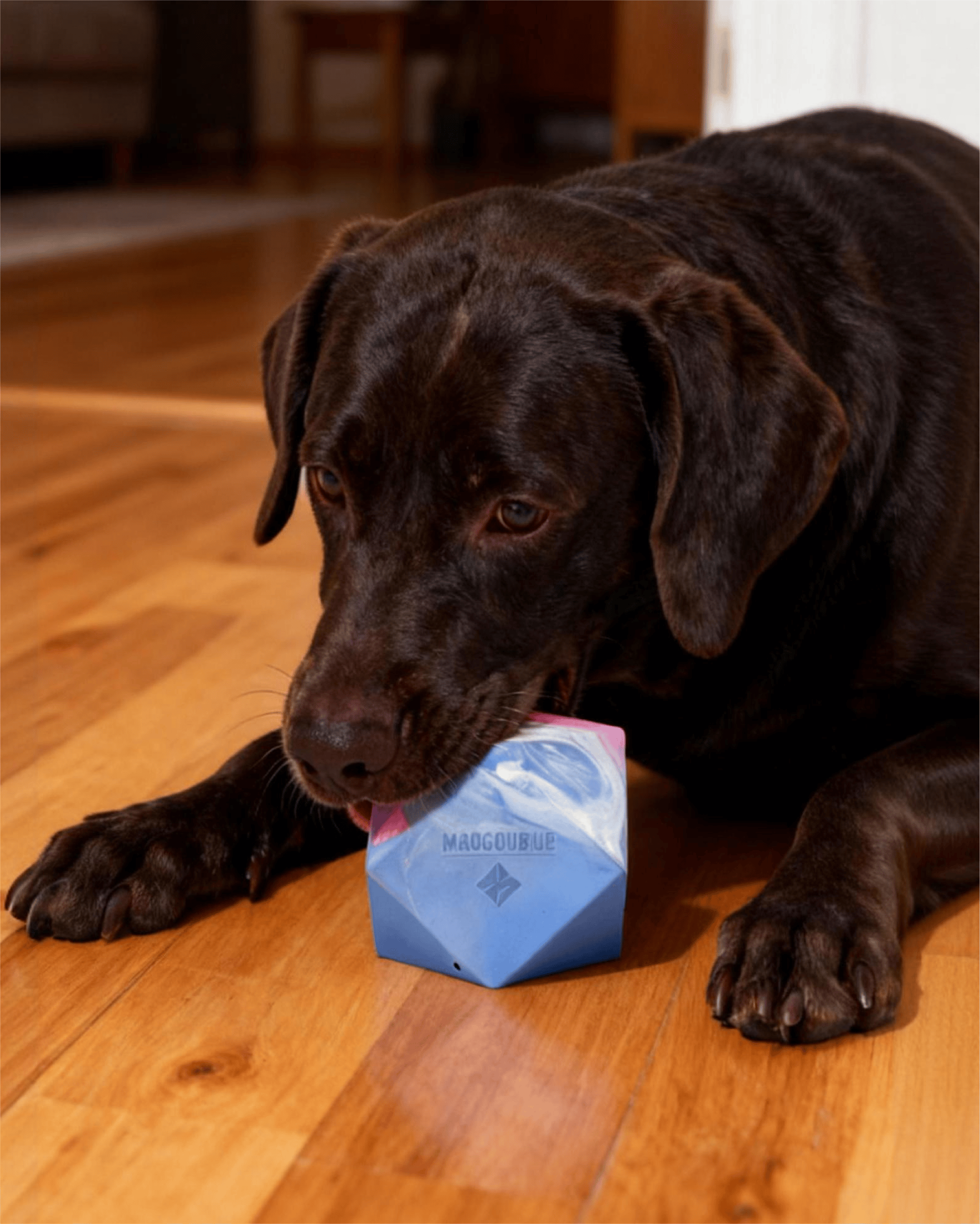 Dog Puzzle Toy
