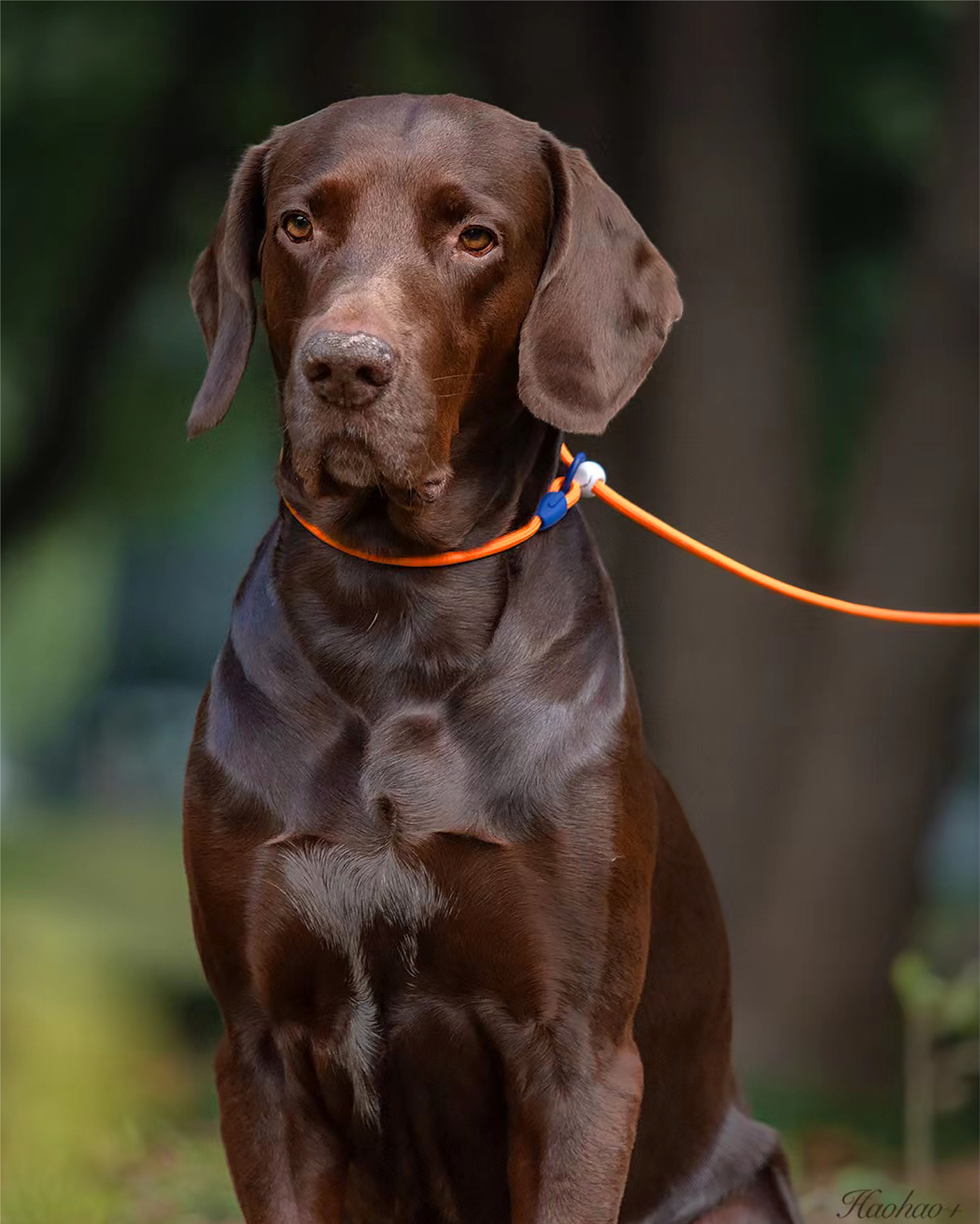 Iris Ribbon - Rope leash
