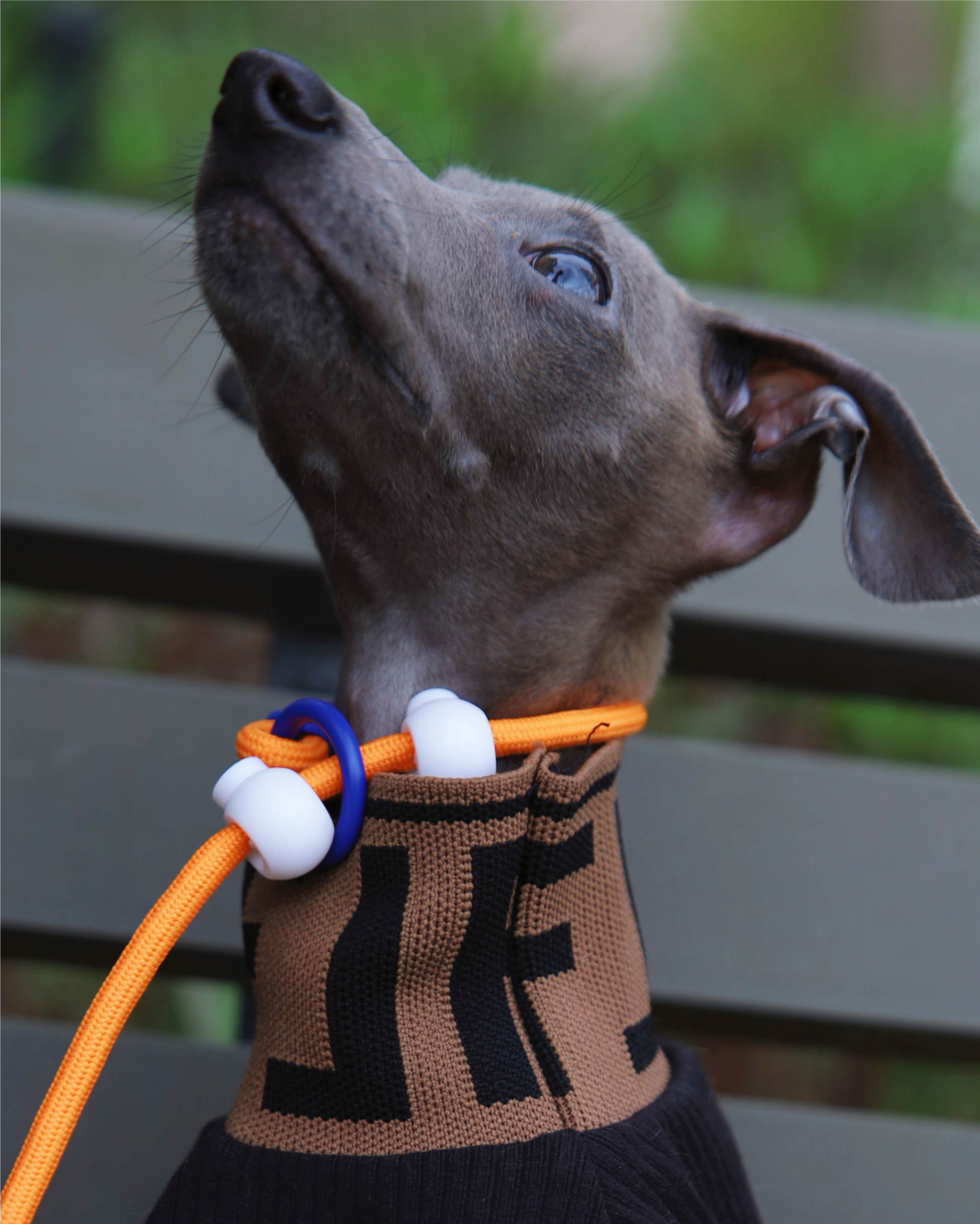 Iris Ribbon - Rope leash