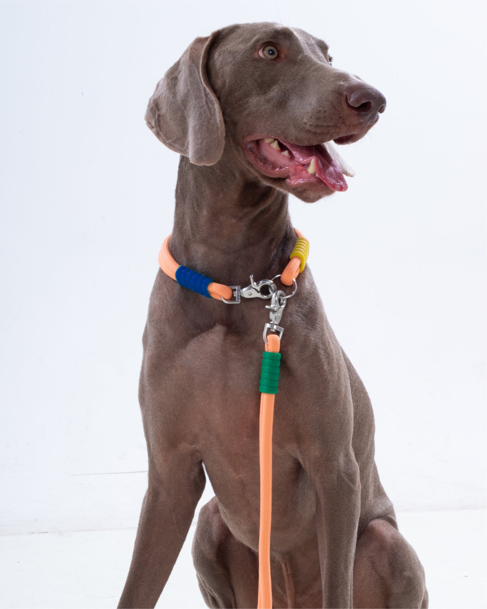 The Hula-Hoop standard-collar
