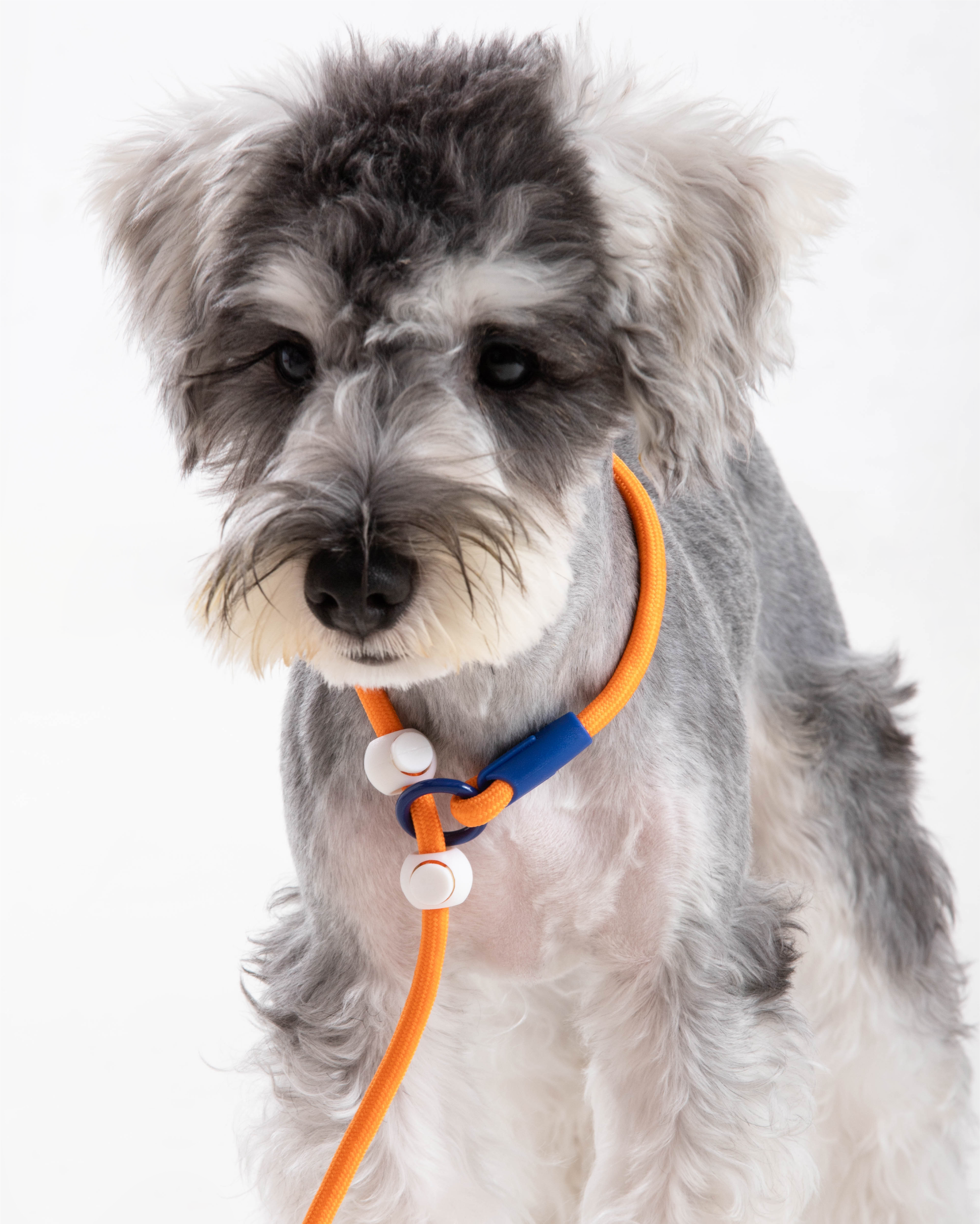 Iris Ribbon - Rope leash