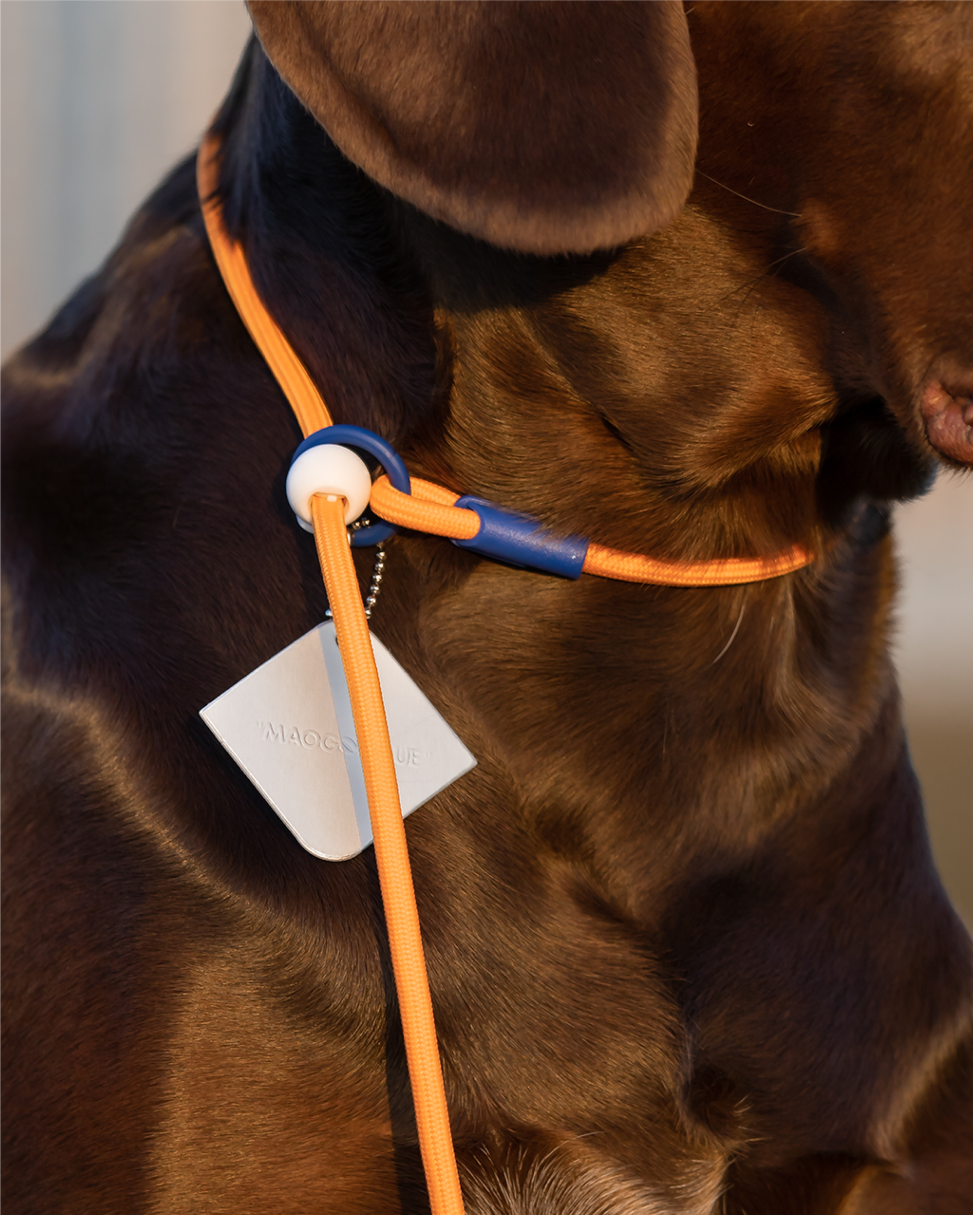 Iris Ribbon - Rope leash