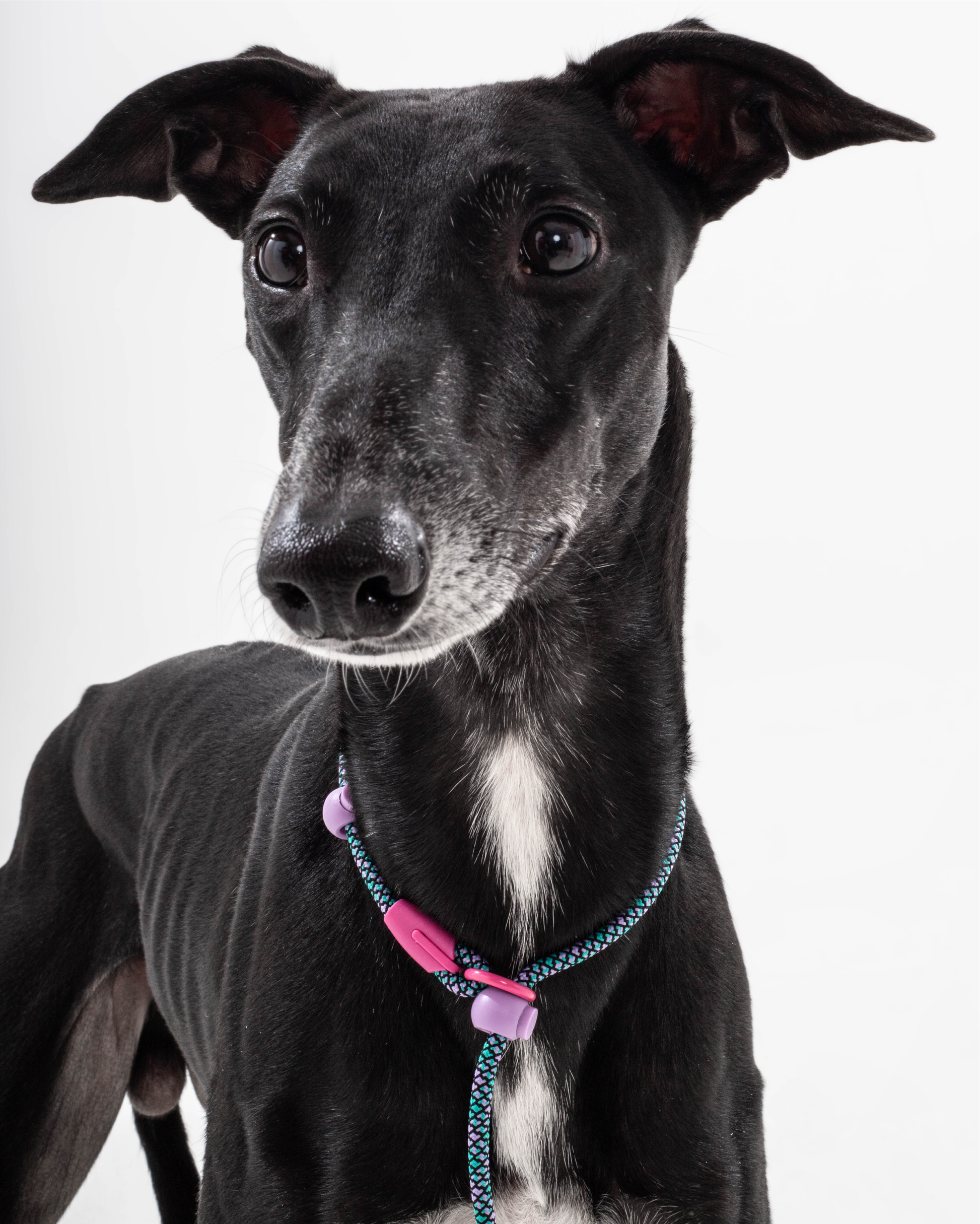 Iris Ribbon - Rope leash