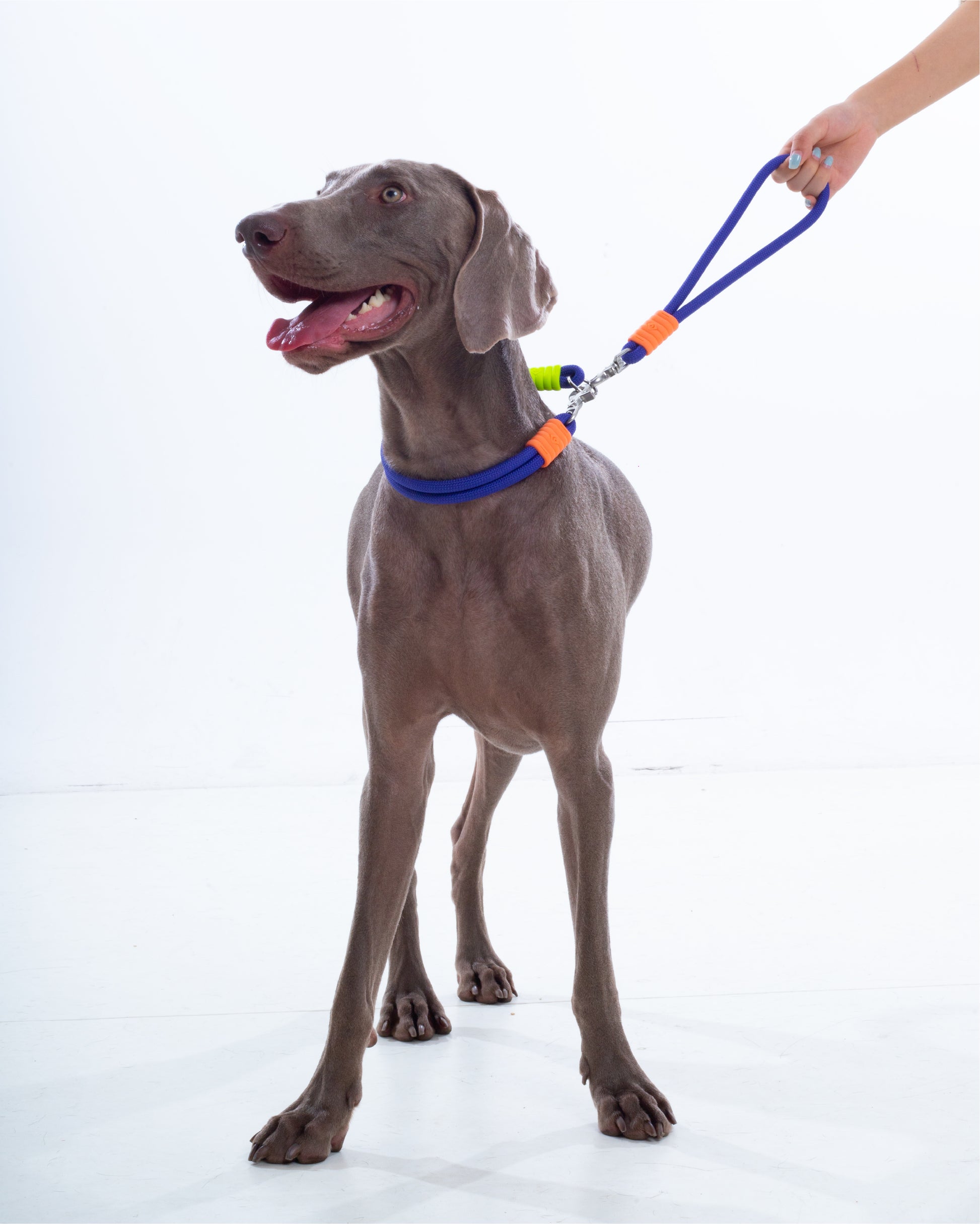The Hula-Hoop standard-collar