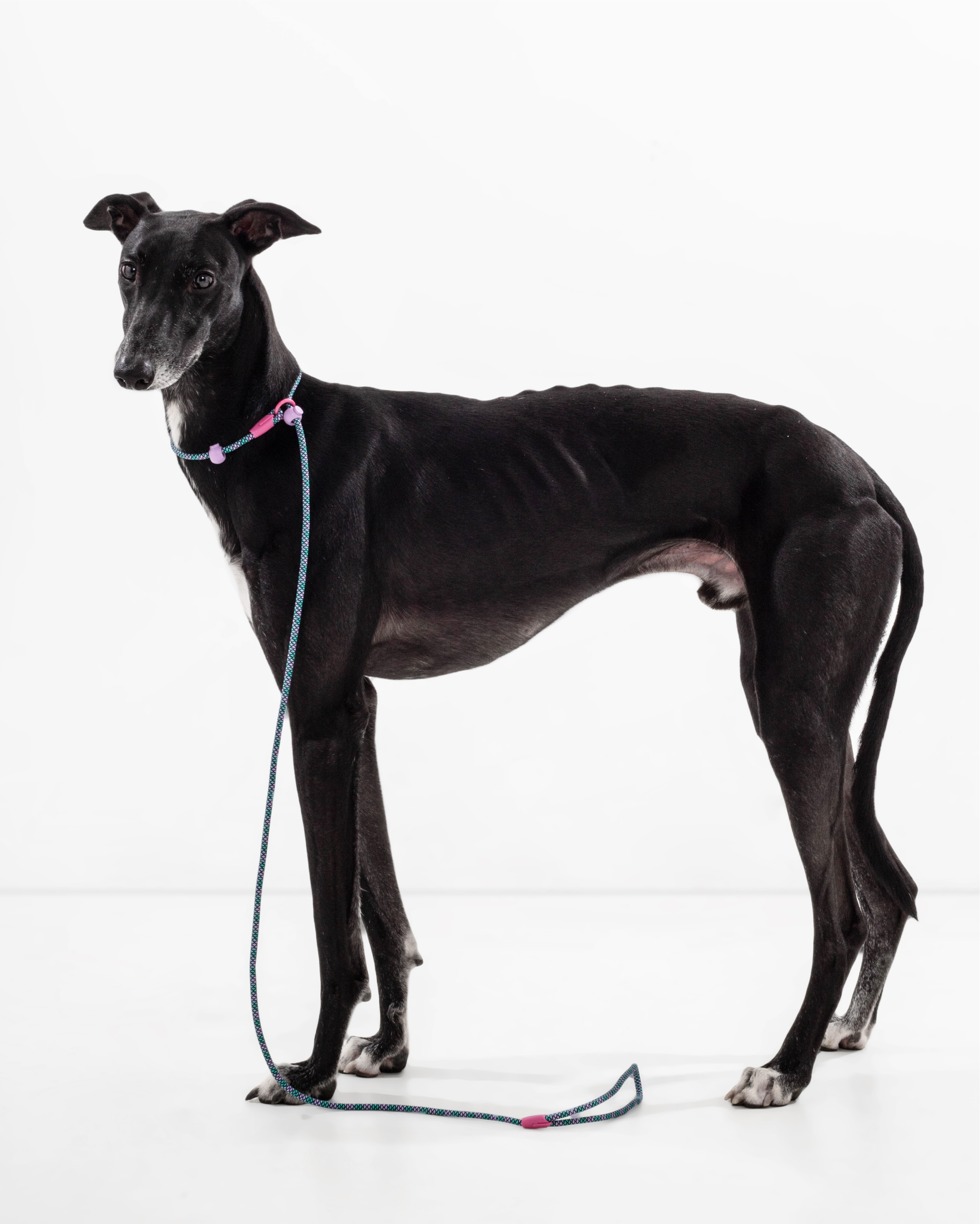 Iris Ribbon - Rope leash