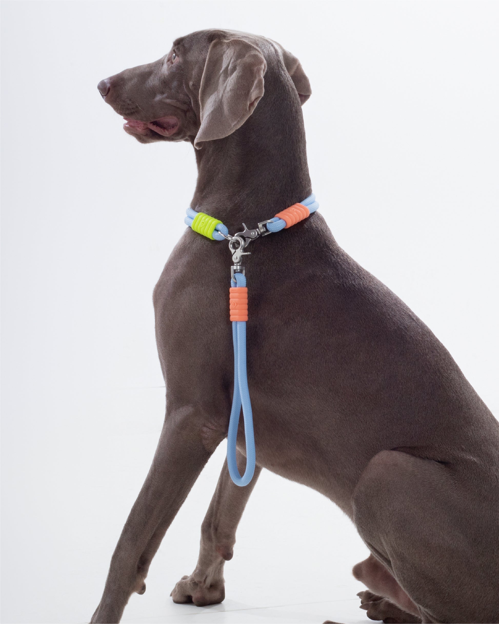 The Hula-Hoop standard-collar