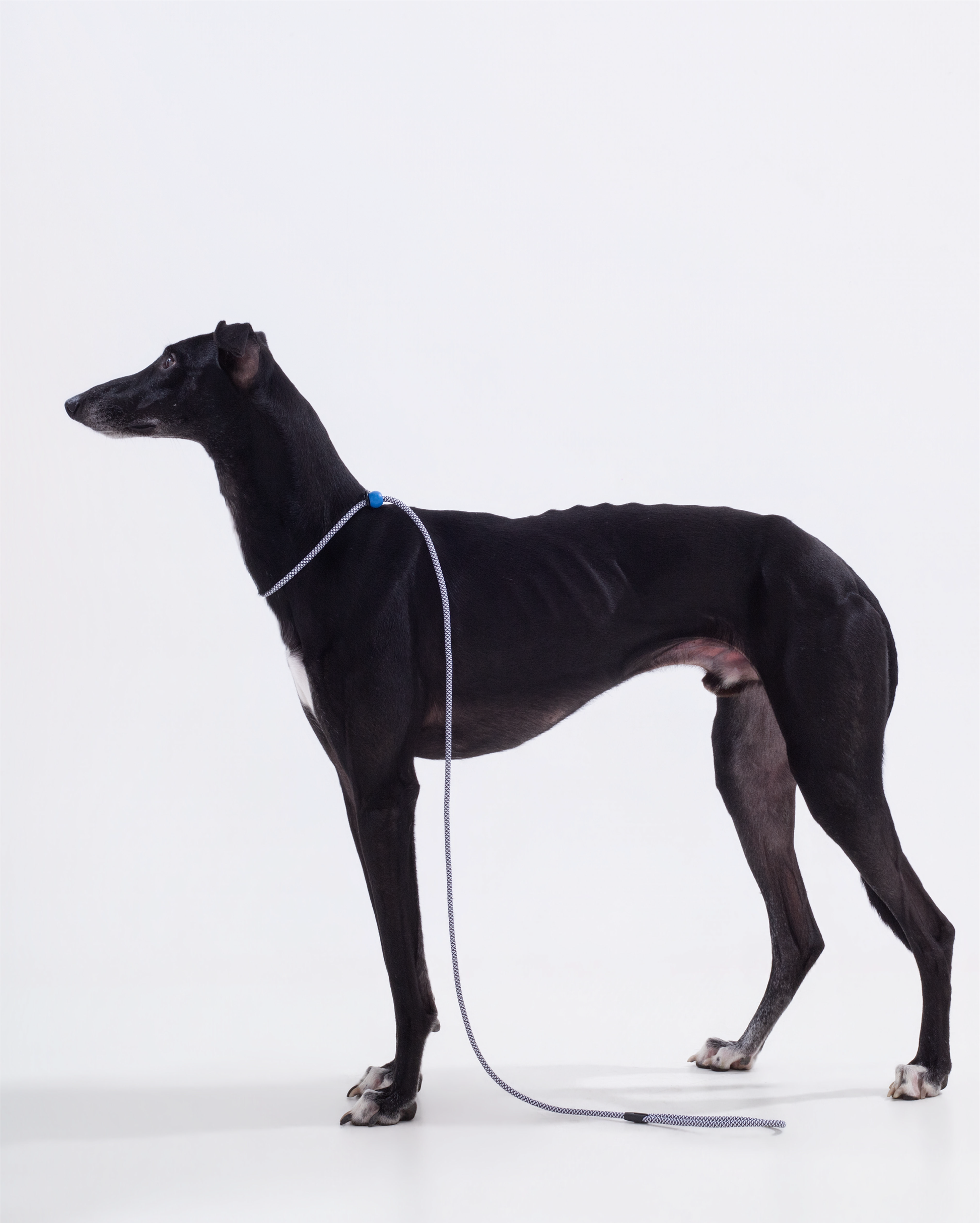 Iris Ribbon - Rope leash