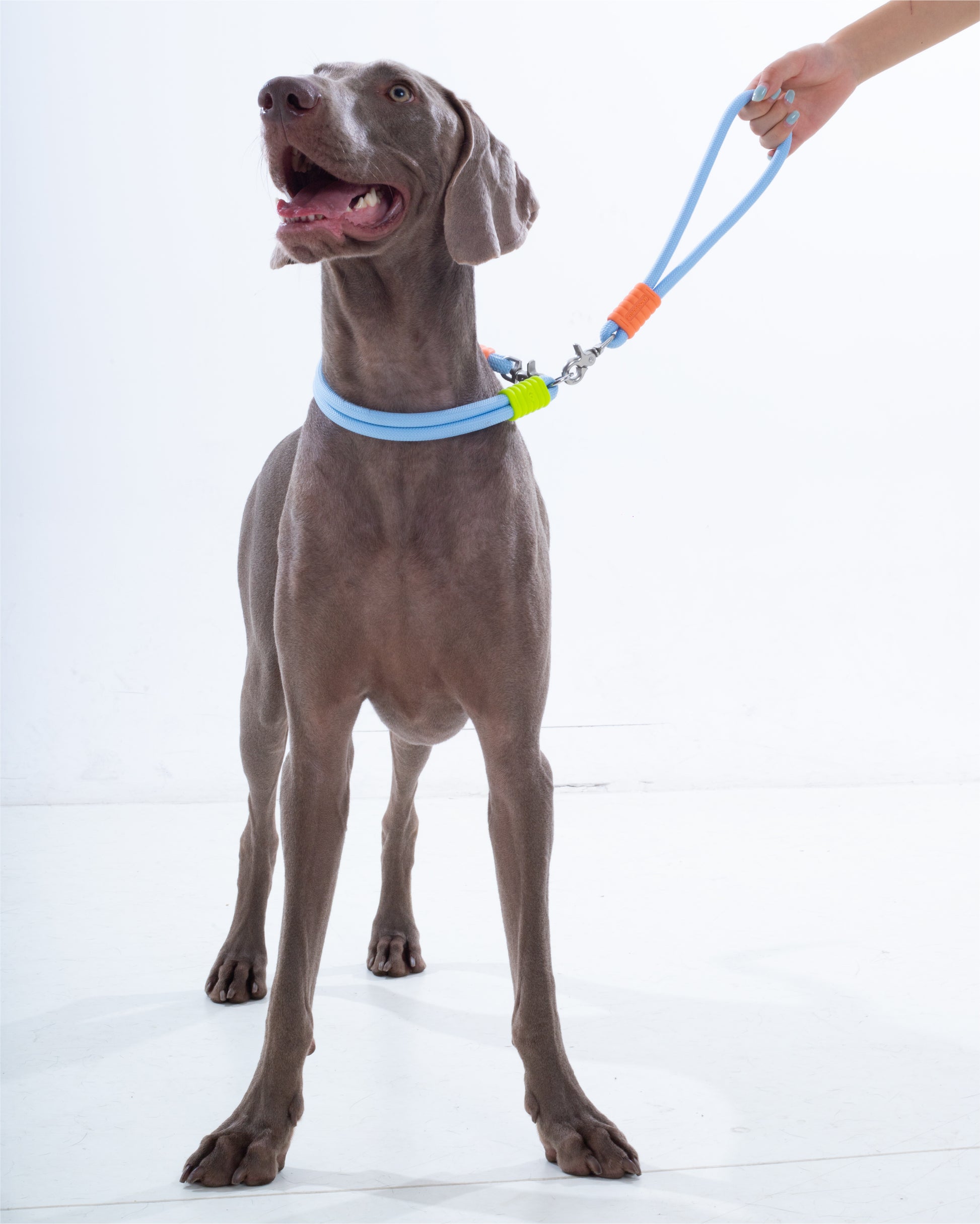 The Hula-Hoop standard-collar