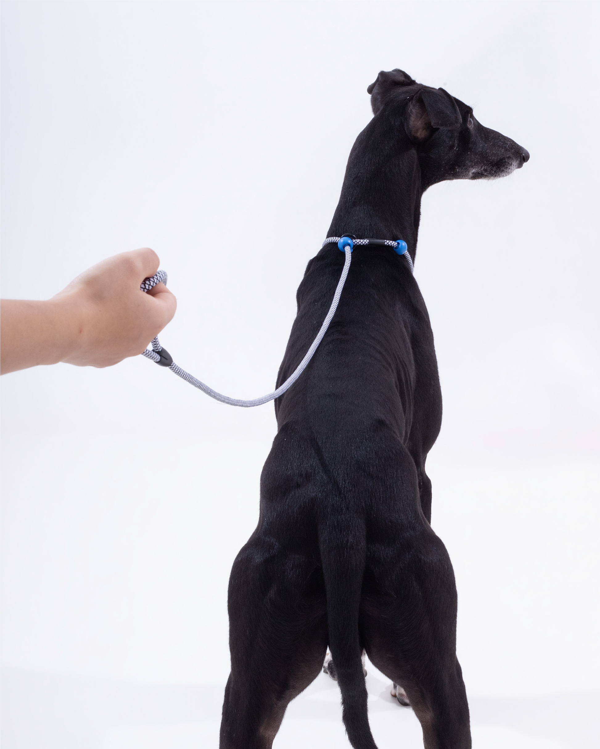 Iris Ribbon - Rope leash