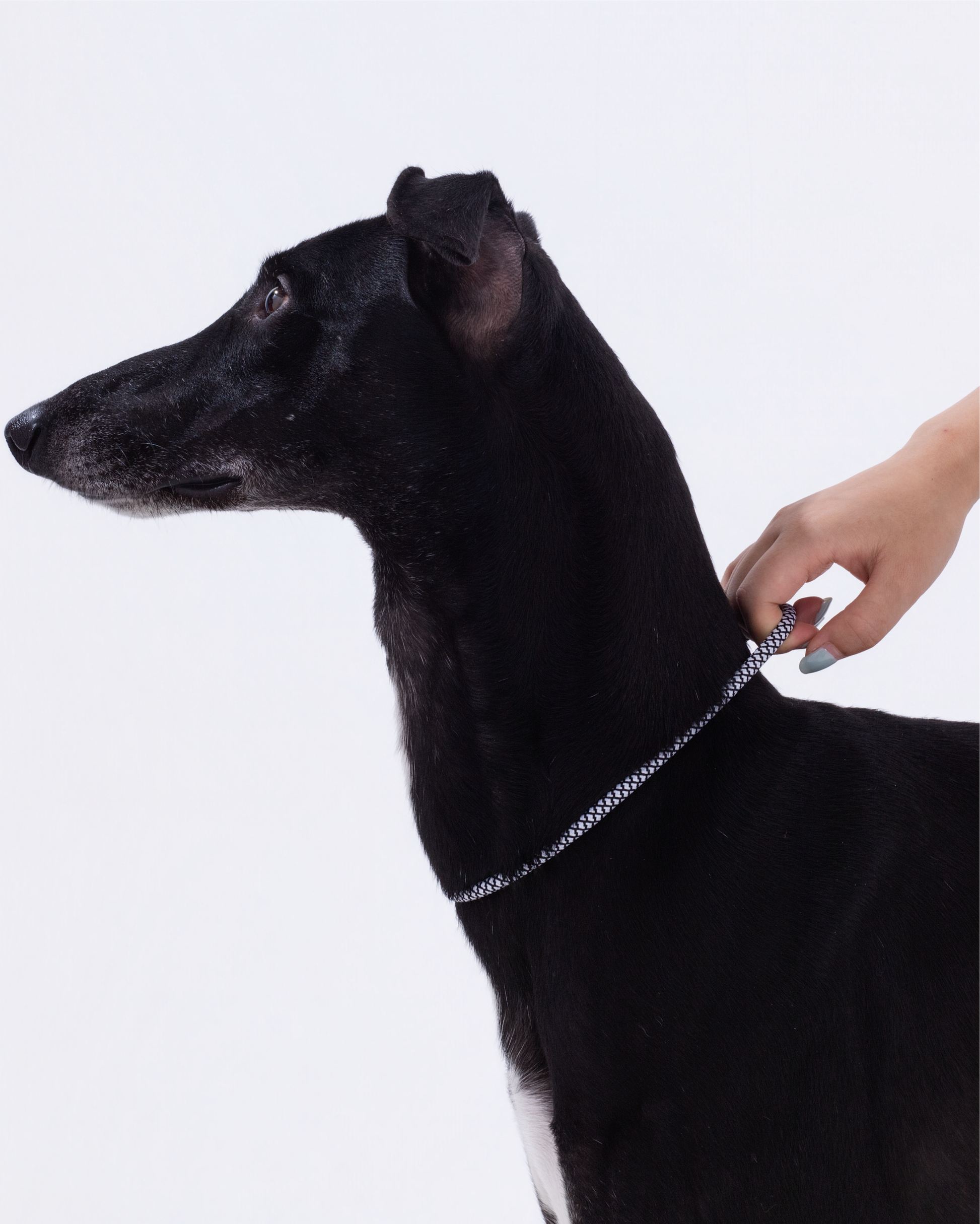 Iris Ribbon - Rope leash