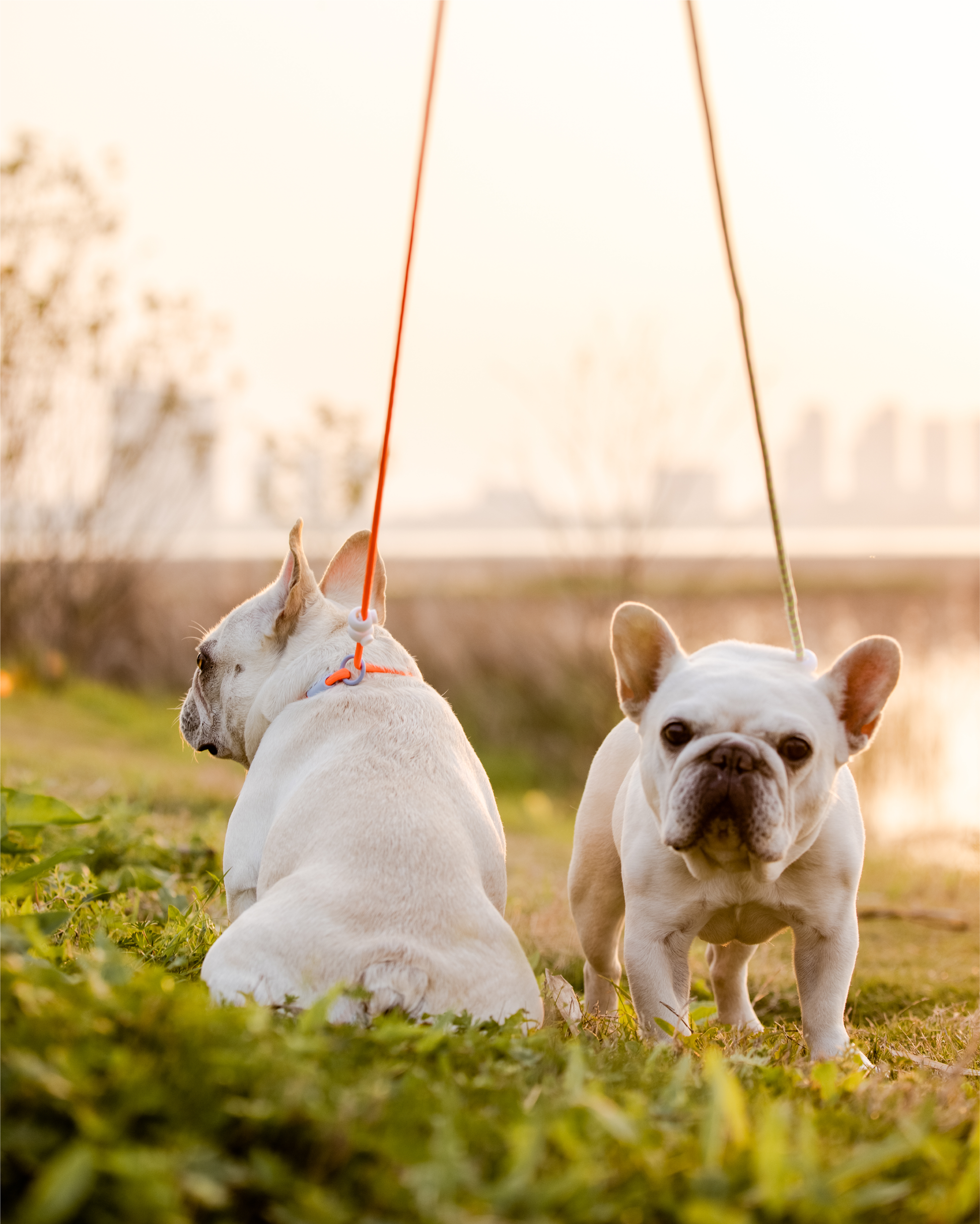 Iris Ribbon - Rope leash