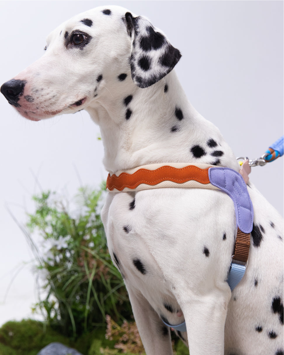 Island V-Shaped Dog Harness