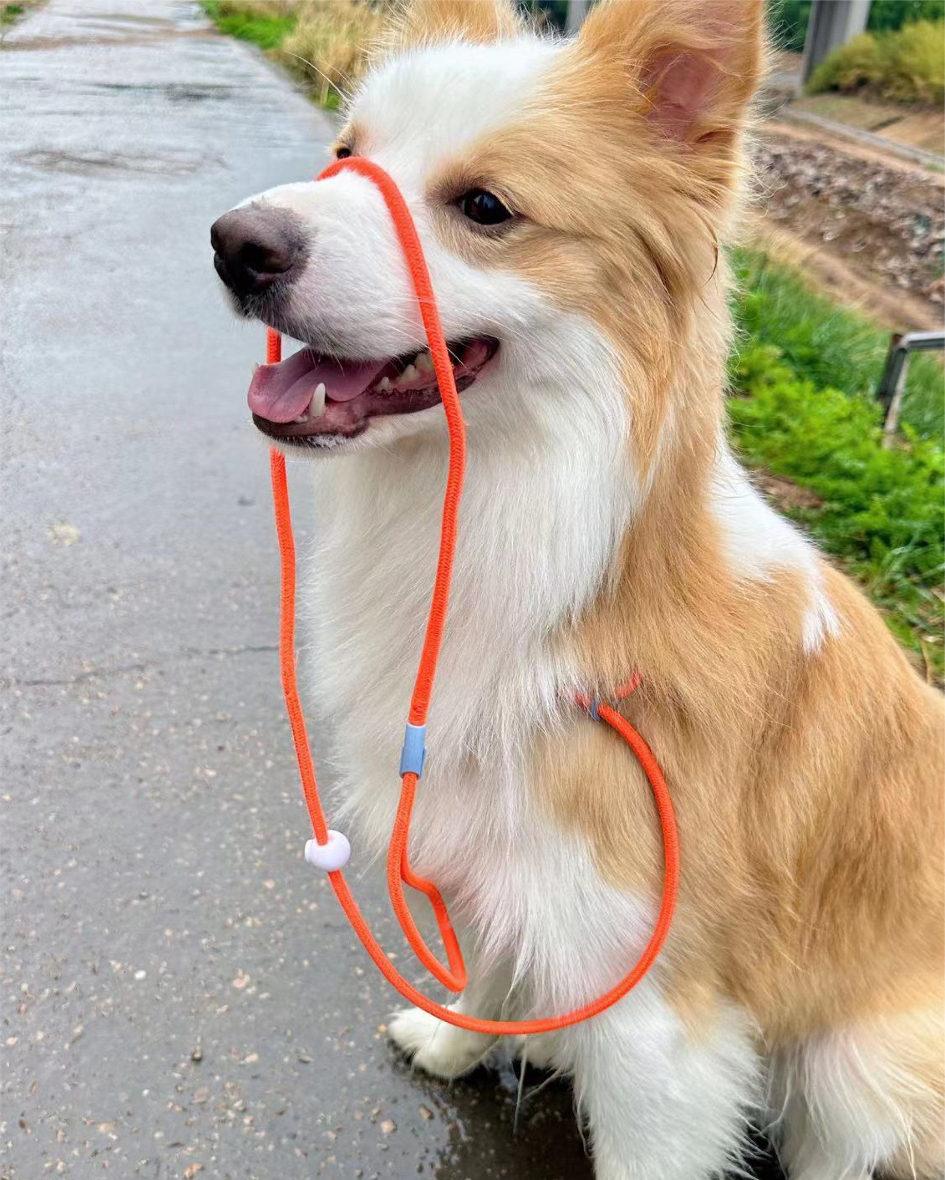 Iris Ribbon - Rope leash