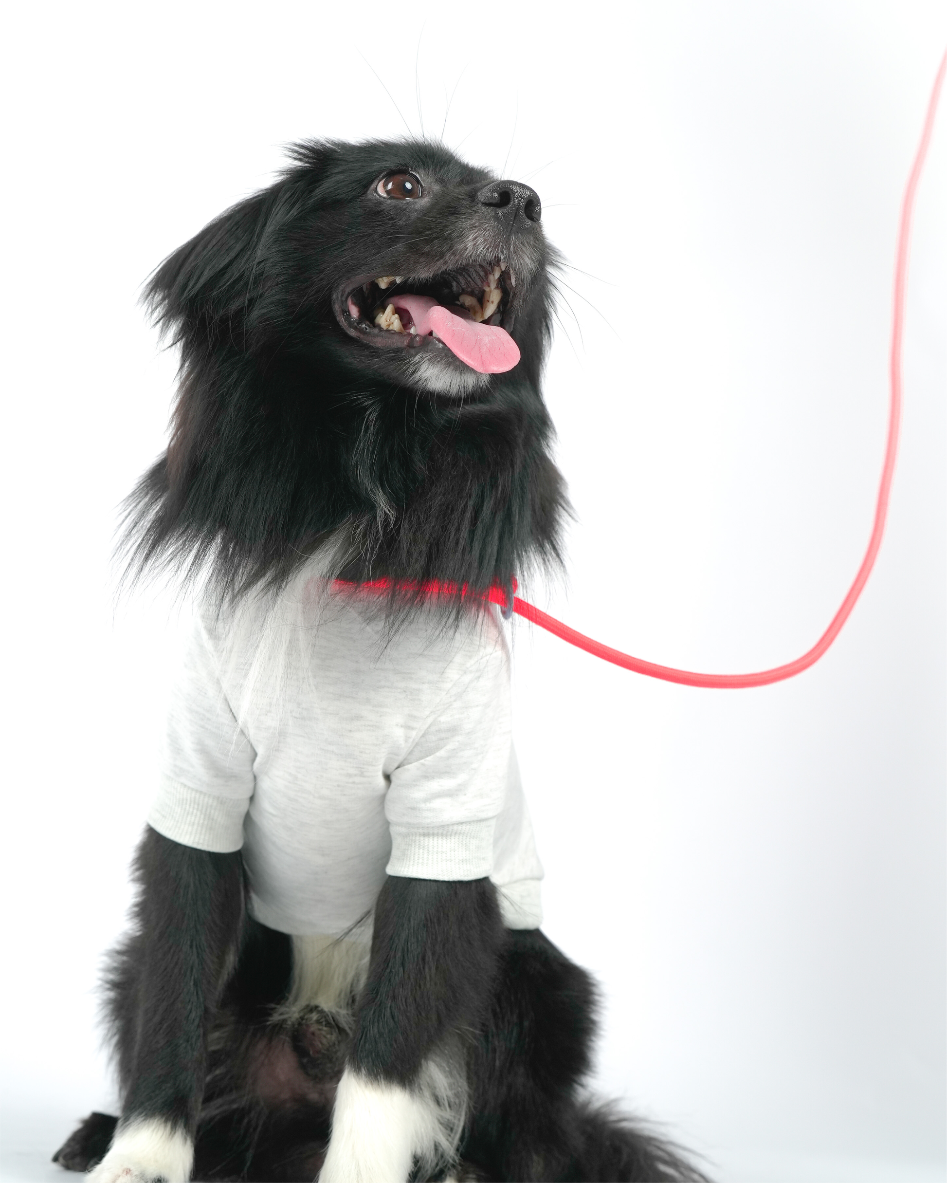 Iris Ribbon - Rope leash