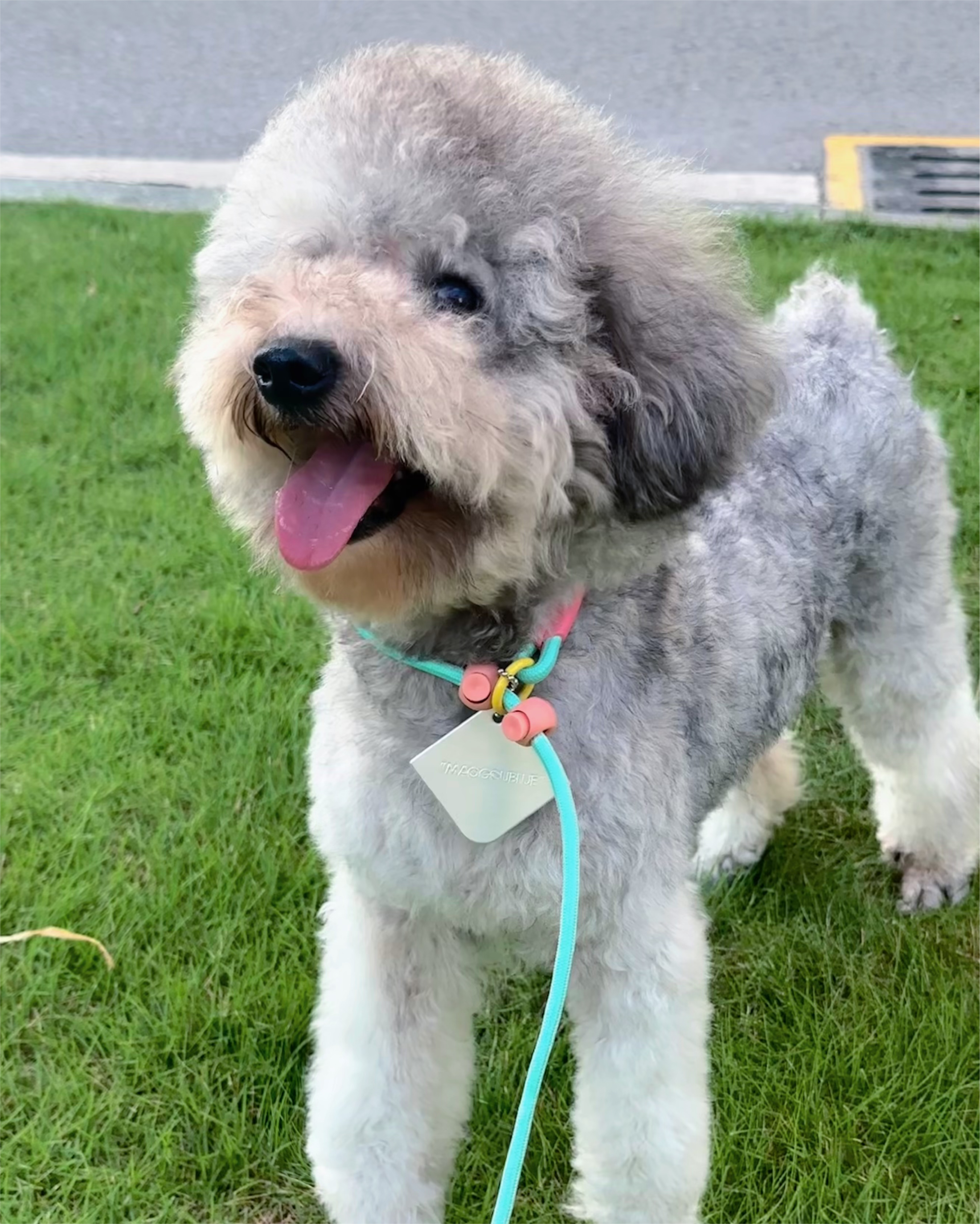 Iris Ribbon - Rope leash