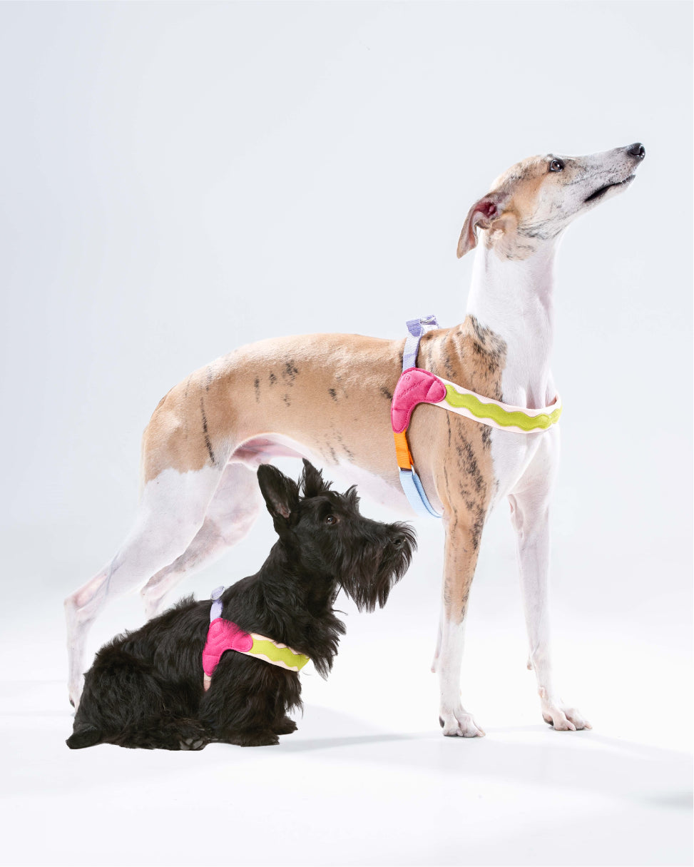 Hawaii 3-Piece Walk Set