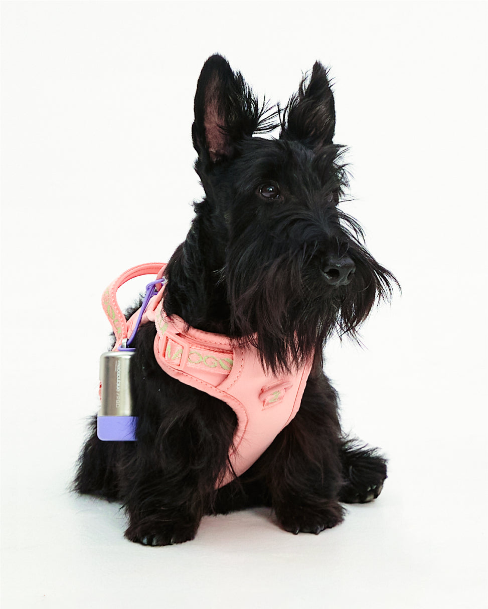 Central Park Harness