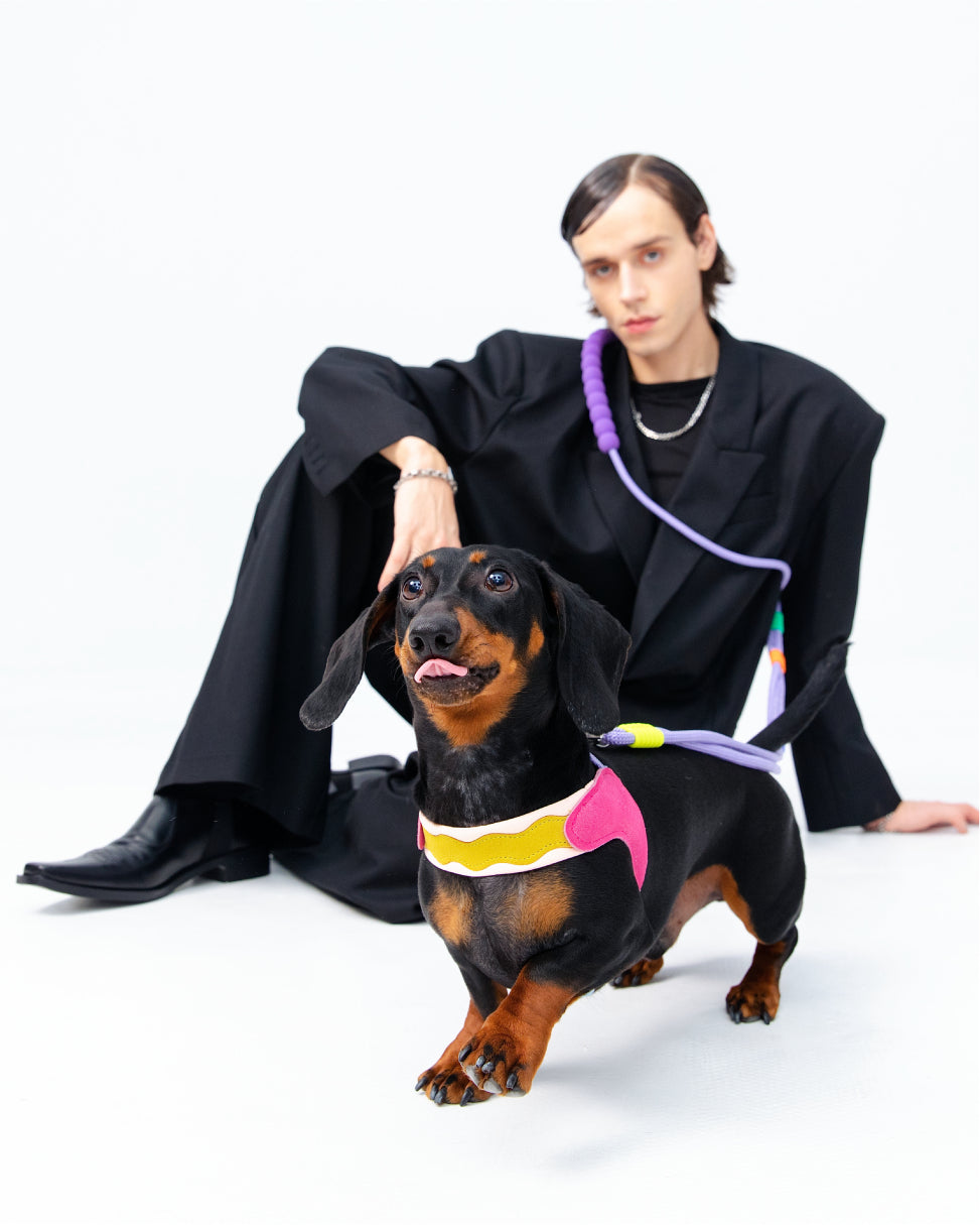 Island V-Shaped Dog Harness