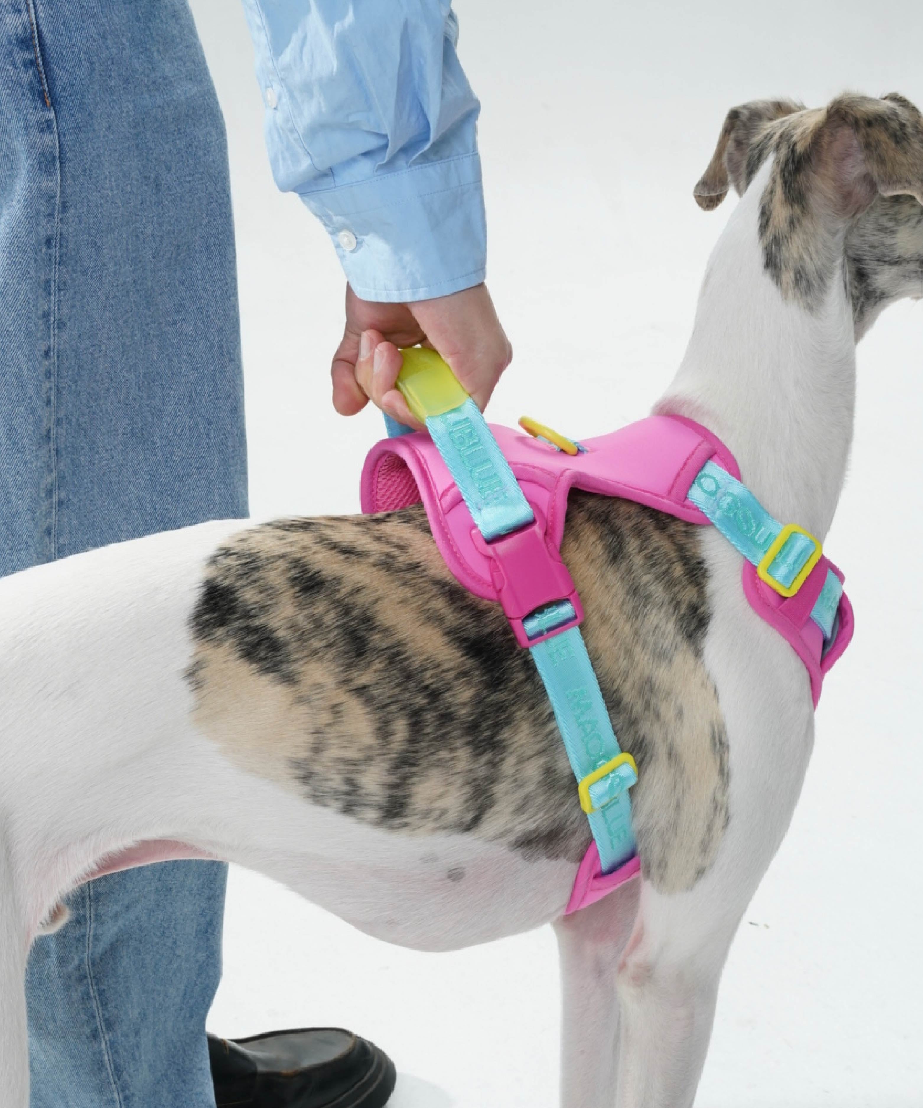 Harnesses