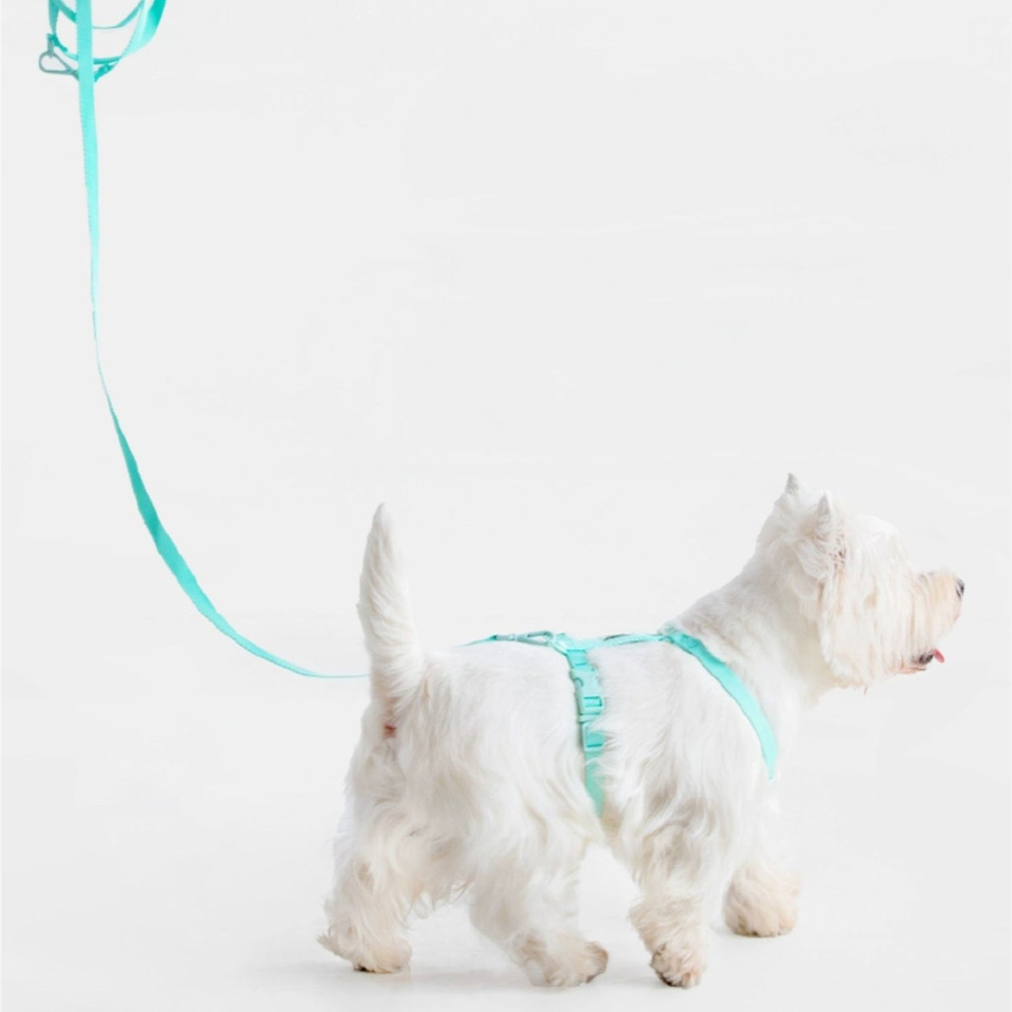 2 in 1 Dog Harness and Leash Set