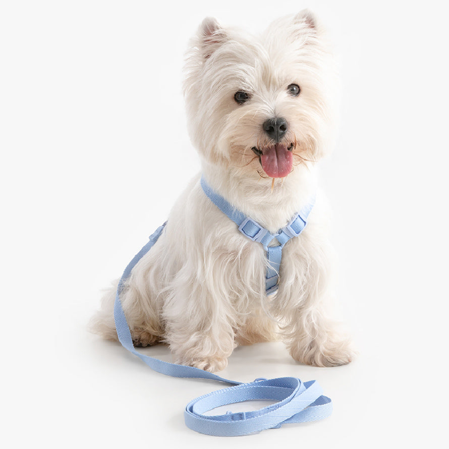 2 in 1 Dog Harness and Leash Set