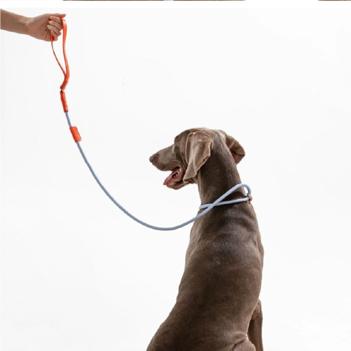 Slip No Pull Dog Leash with Leather Handle