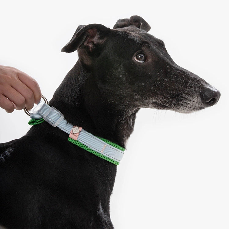 Wizard Adventure Dog Collar