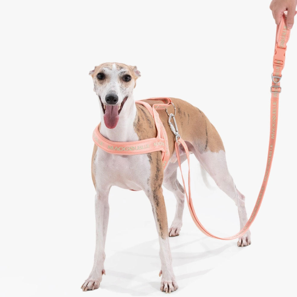 Multi-function Signature Dog Leash