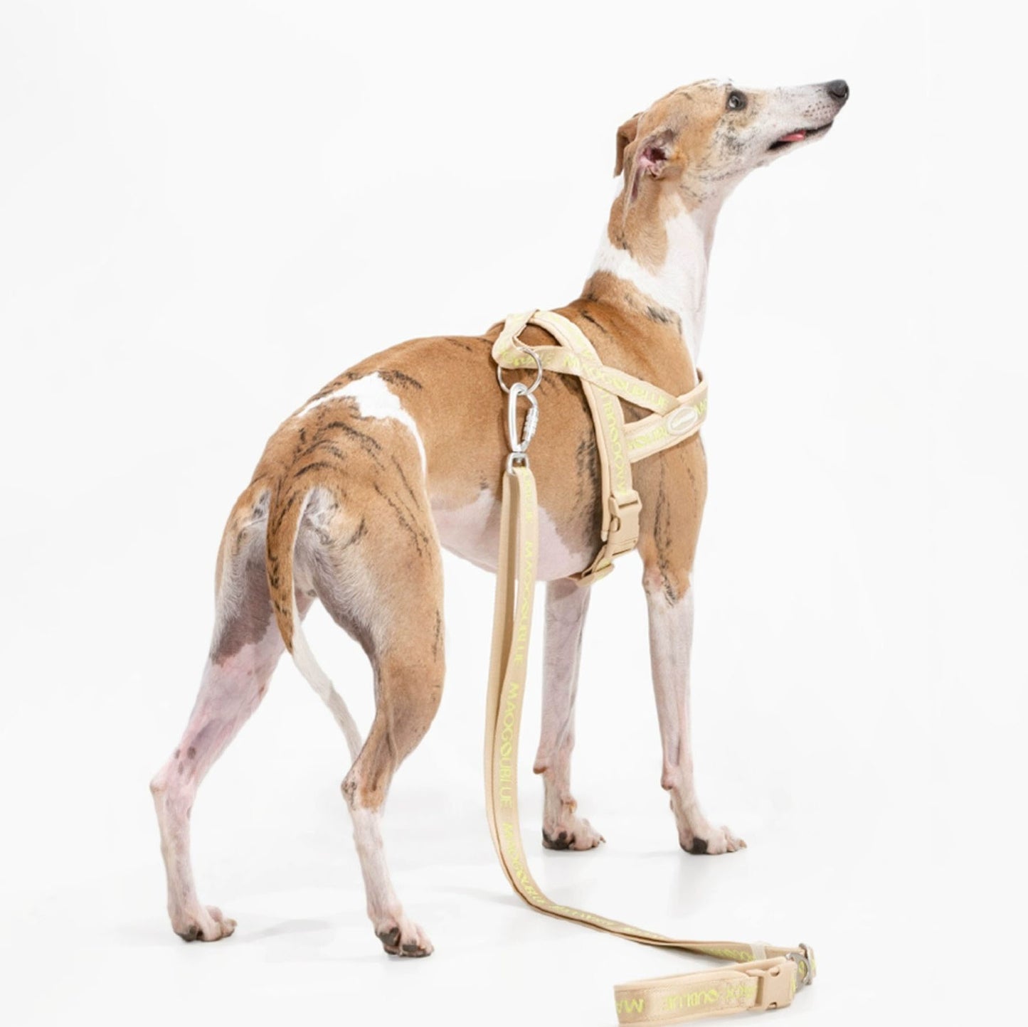 Multi-function Signature Dog Leash