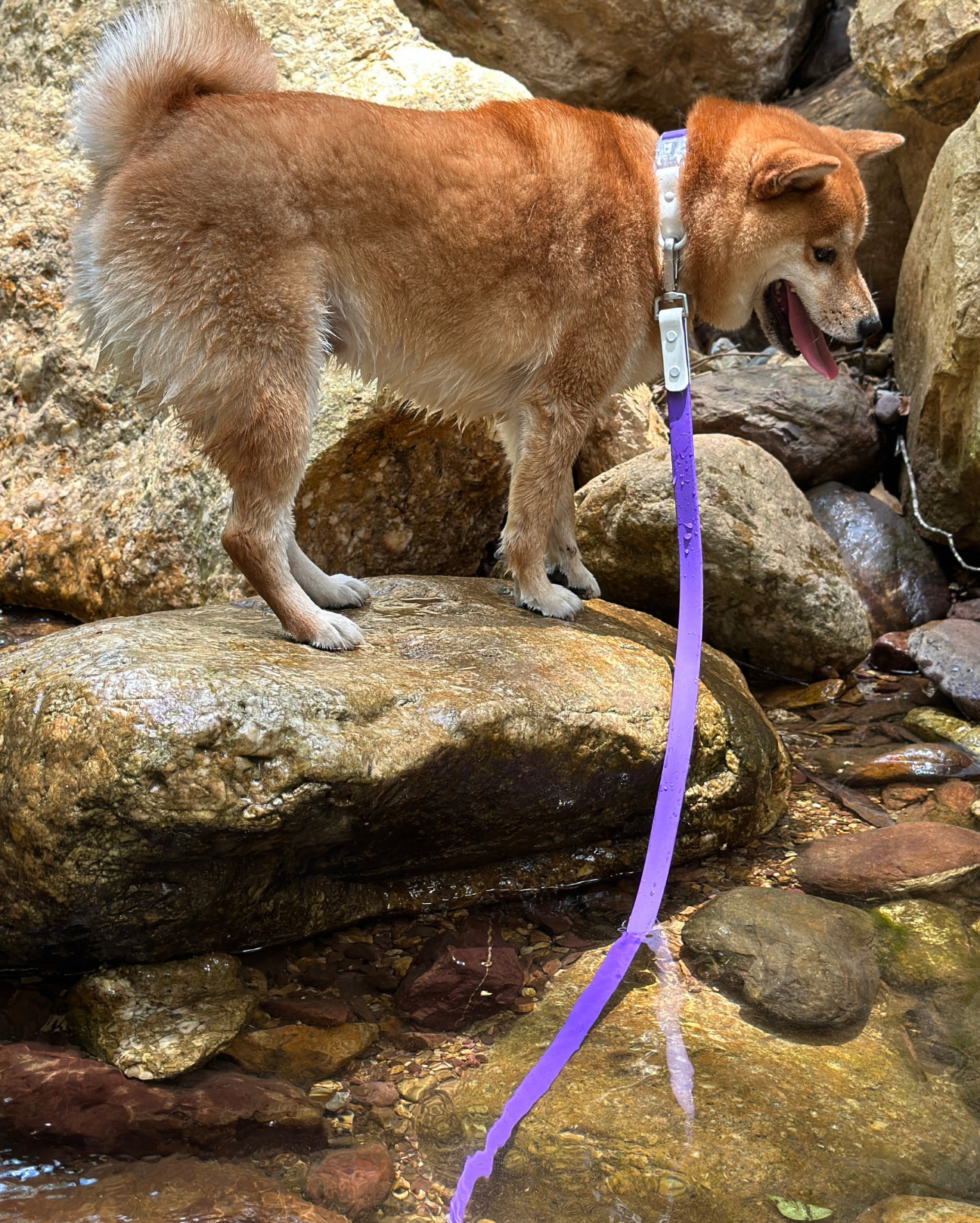 Waterproof Leash Grab & Go Trio — 350ml Bowl & Cake Waste Bag Holder