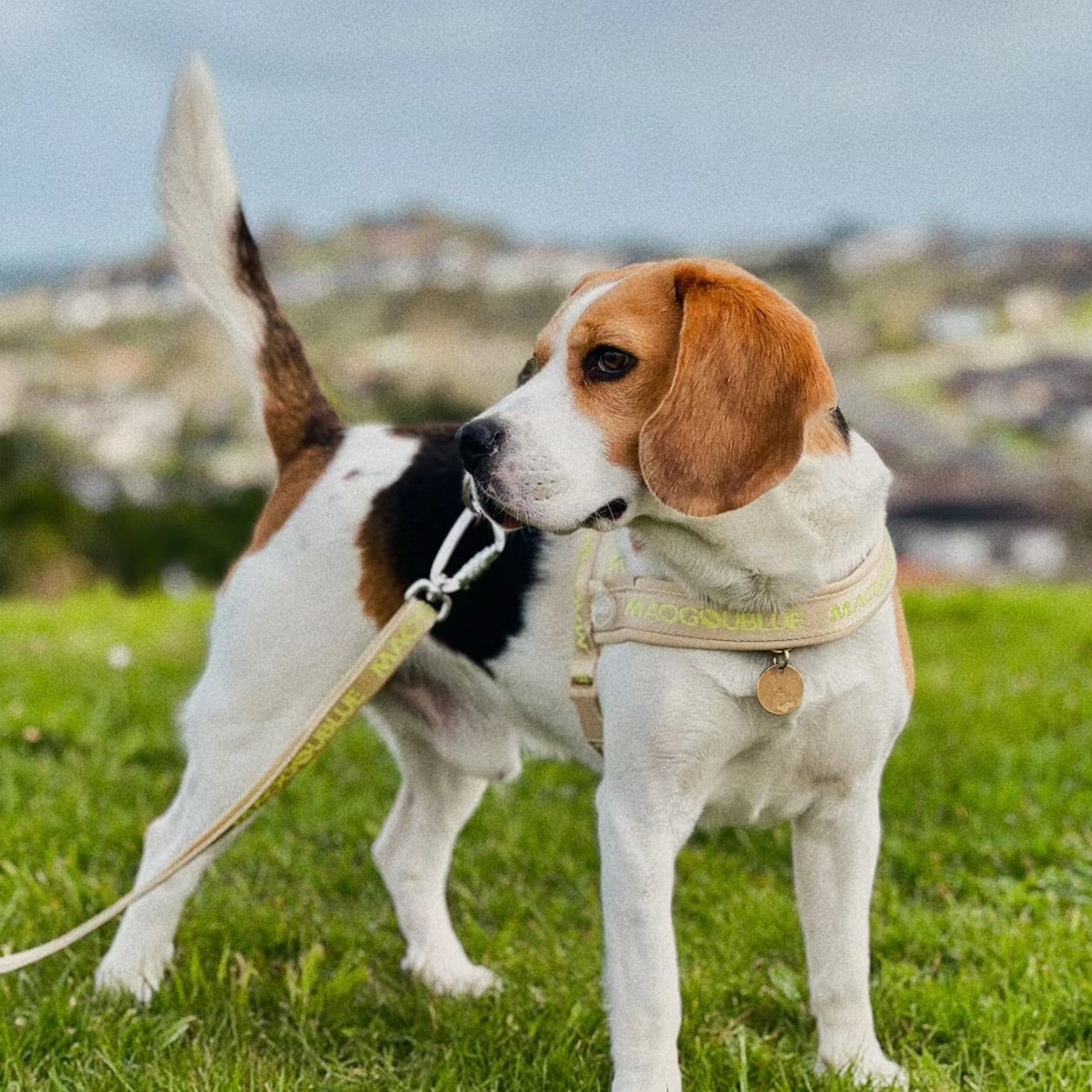 Adjustable No Pull Dog Harness