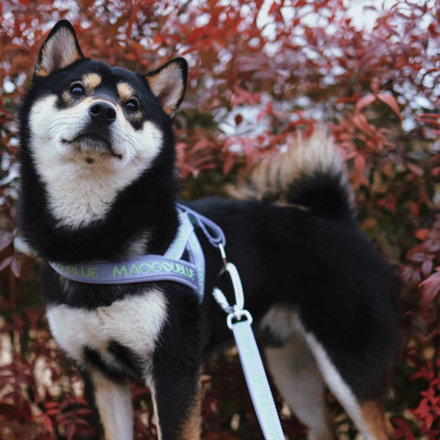 Maogoublue 개 가슴 끈 소형 중형 및 대형 개 폭발 방지 펀치 Corgi Shiba Inu 애완 동물 강아지 가죽 끈